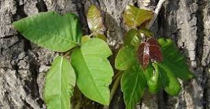 Image result for do any animals eat poison ivy