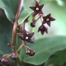 Image result for Periploca