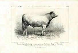 1858 Charolais Bull Antique Cow Breeds Print Cattle