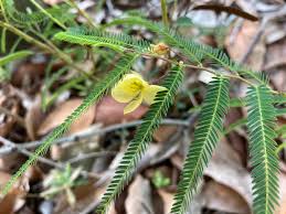 Image result for Chamaecrista plumosa