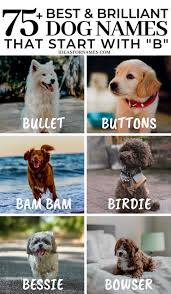 Dog names starting with b. Dog Names Beginning With B Female