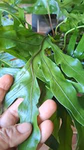 Image result for Tragia mazoensis