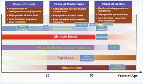 Image result for Body Composition Changes with Aging
