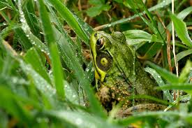 Tadpole coloring download for free 2019 wetland drawing at getdrawings cartoon frog on lily pad page printable pages realistic fish drawings easy. American Bullfrog Connecticut S Beardsley Zoo