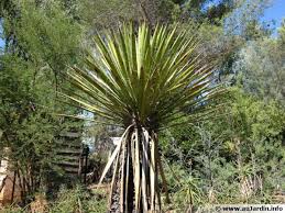 Rempoter Un Yucca D Interieur