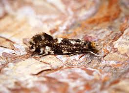 Image result for Wolffiella