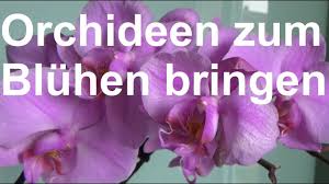 Lesen sie hier, wie sie eine orchidee erneut zum blühen bringen. Orchideen Zum Bluhen Bringen Orchideen Wieder Zum Bluhen Bringen Orchidee Bluht Nicht Mehr Youtube