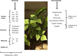 Image result for Psophocarpus scandens