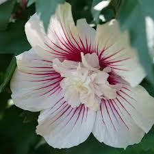 Image result for Hibiscus syriacus ´Pink Chiffon