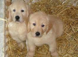 Golden retriever puppies for sale in oh. Golden Retriever Puppies Quality English Cream For Sale In Lima Ohio Classified Americanlisted Com