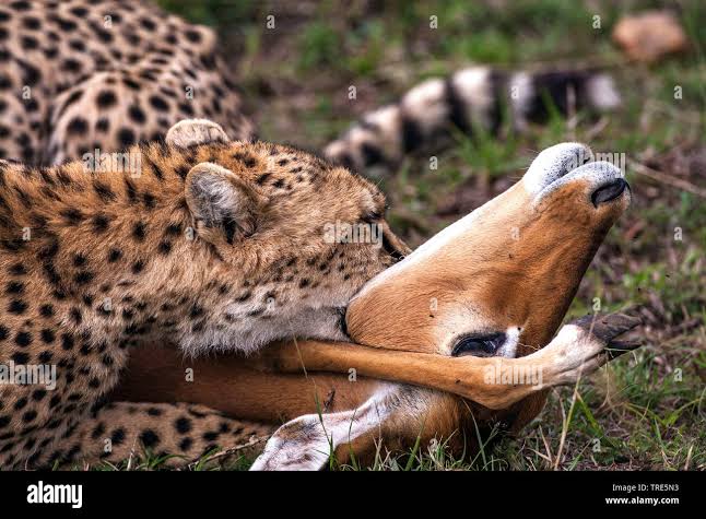cheetah (Acinonyx jubatus), with preyed antelope, side view, Kenya, Masai Mara National Park Stock Photo - Alamy