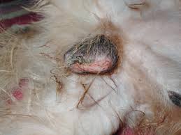 Image result for scrotum dog skin peeling