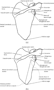 The top part of the humerus is joined with a shoulder blade, which is known as a glenohumeral joint. A Normal Scapular Anatomy B Scapular Anatomy With Superimposed Download Scientific Diagram