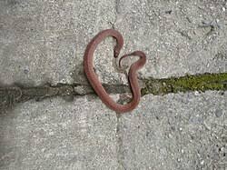 Image result for Atractus multicinctus