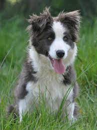 Beautiful Lilac Border Collie Bordercollie Border Collie Puppies Collie Puppies Blue Border Collie