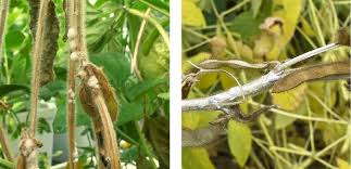 Image result for Scleria foliosa