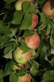 Zone 3 Apple Tree Varieties Types Of Apple Trees For Zone 3