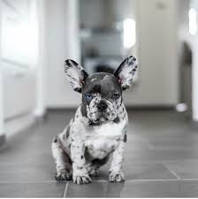 Black And White Merle Frenchie Getting One Someday A All Blue Or A Blue Merle I M In Love This Lil Cute Frenchbulldog Bulldog Puppy French Bulldog Puppies Merle French Bulldog Bulldog