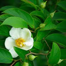 Check spelling or type a new query. Japanese Stewartia Finegardening
