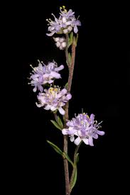 Image result for Selago anatrichota × goetzei