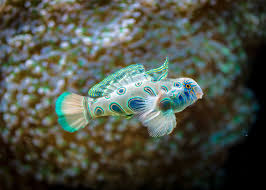 Account Suspended Beautiful Fish Fish Breeding Salt Water Fishing