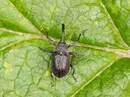 Image result for květopas jahodníkový