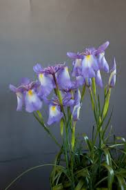 Image result for Dierama parviflorum