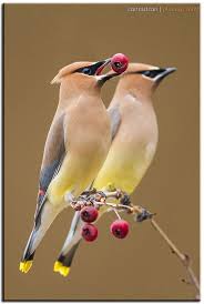 Cedar Waxwing Brown Birds That Look Like Cardinals Pin On Bird Species