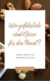 Was Durfen Hunde Nicht Essen Futalis De Hunde Ernahrung Giftige Lebensmittel Fur Hunde Hunde