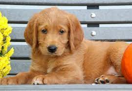 Mini labradoodle puppies make the perfect smaller companion for any family, especially those with children or with smaller homes. Labradoodle Puppies For Sale Puppy Adoption Keystone Puppies