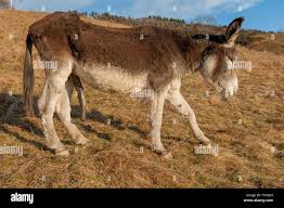 size penis donkey Stock Photo - Alamy