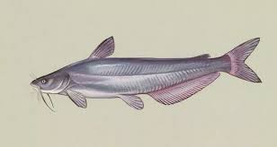 Should You Avoid Eating Catfish Culinarylore Com Catfish Channel Catfish Catfish Farming