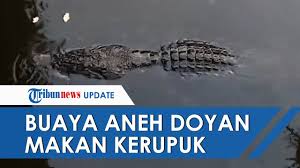 Mari kita simak penjelasan berikut. Buaya Aneh Di Bangka Barat Doyan Makan Kerupuk Hingga Pantangan Warga Youtube