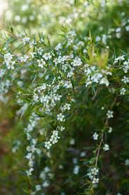 Image result for Leptospermum petersonii