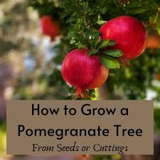 Fruit trees, when producing, can be very, very messy. How To Grow Pomegranate Trees From Seeds Or Cuttings Dengarden