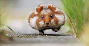 156 Adorable Hamsters That Will Cause A Cuteness Overload Cuteness Overload Animals Cute Hamsters Cute Animals