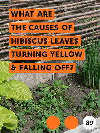 The hibiscus plant leaves can become mottled with spots on the underneath in relation to yellowing. Learn What Are The Causes Of Hibiscus Leaves Turning Yellow Falling Off How To Guides Tips And Tricks Hibiscus Leaves Turning Yellow Hibiscus Leaves Plant Leaves Turning Yellow