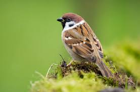 Birds Of The Air Bible Meaning Sparrow Meaning And Sparrow Symbolism On Whats Your Sign Sparrow Symbolism Sparrow Animals