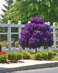 Purple flowers that grow on trees. Garten Garten Deko Winterharte Stauden