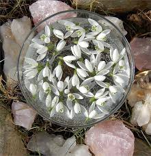 Enchanted Elixir Bach Flower Remedies Flower Essences Bach Flowers