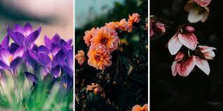 Strani fiori su immagini divertenti di cose strane. Le Piante E I Fiori Di Febbraio Il Giardino Di Veca