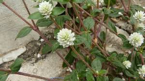 Image result for Gomphrena celosioides