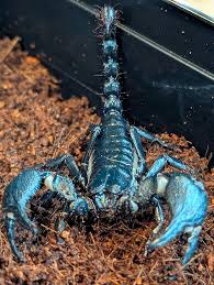 Asian Forest Scorpion (Heterometrus spinifer) CB - Ridgeway Frozen