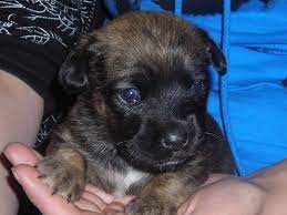 tieranzeigen hundewelpe kleinanzeigen