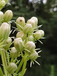 Image result for Aeollanthus suaveolens