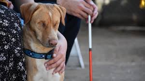 San Diego rescue dog without eyes adopted by blind dad