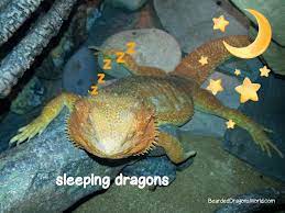 How Do Bearded Dragon Sleep 5 Surprising Sleeping Habits