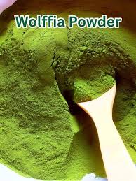 Image result for Wolffia