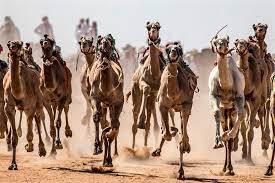 Robots replace children as camel jockeys in uae подробнее. And They Re Off A Desert Tradition Is Still Running Shine News