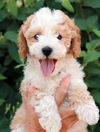 Finding the right labradoodle puppy can be. Pin On Doodles